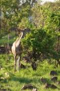 kudu (2)